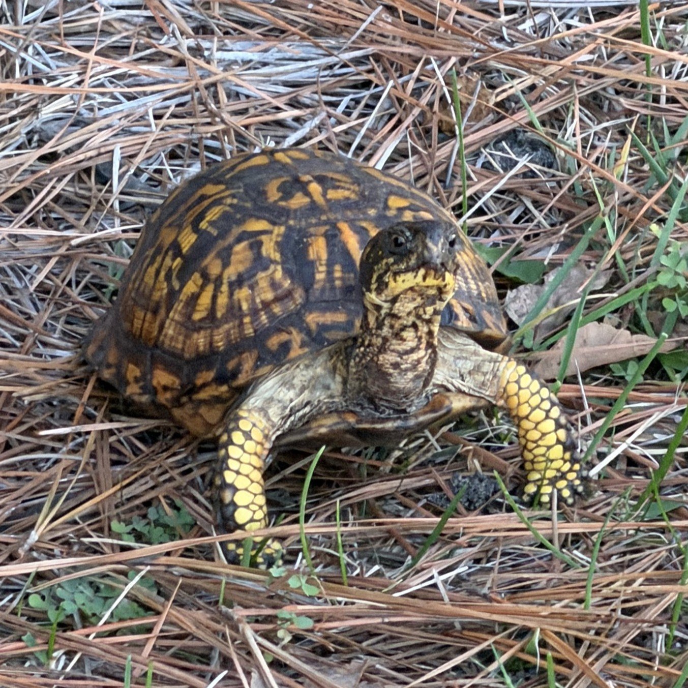 A box turtle walking across pine needles