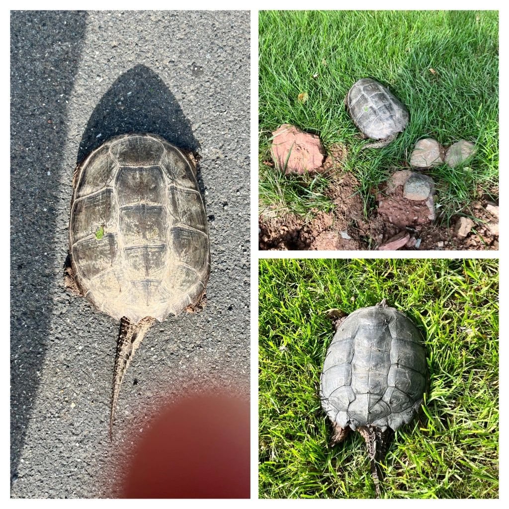 Snapping turtles